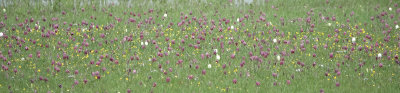 Fritillaria meleagris. In the field.12.jpg