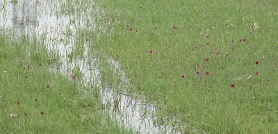 Fritillaria meleagris. In the field.13.jpg