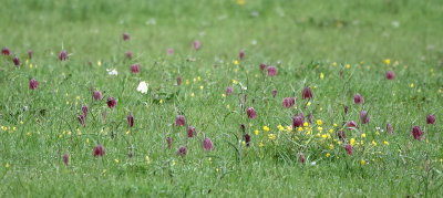 Fritillaria meleagris. In the field.jpg