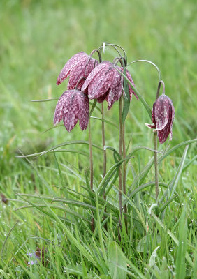 Fritillaria meleagris.2.jpg