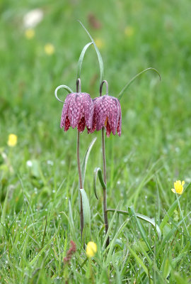 Fritillaria meleagris.3.jpg