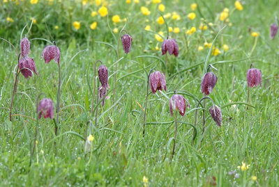 Fritillaria meleagris.4.jpg