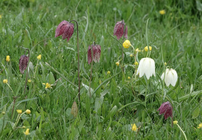 Fritillaria meleagris.5.jpg