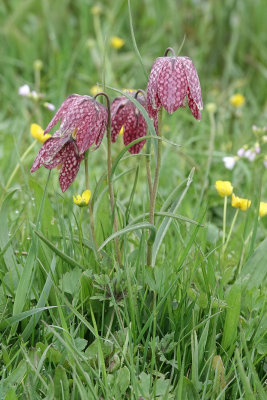 Fritillaria meleagris.6.jpg