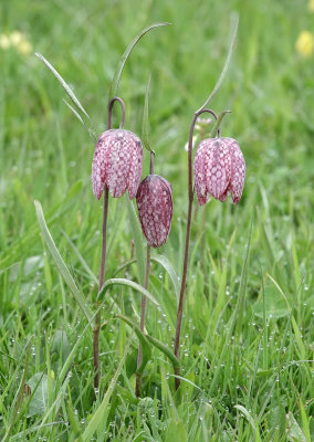Fritillaria meleagris.jpg