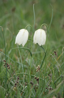 Fritillaria meleagris.White.3.jpg