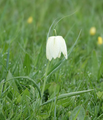 Fritillaria meleagris