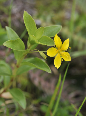 Lysimachia azorica. Closer.2.jpg