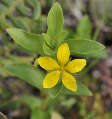 Lysimachia azorica. Closer.jpg