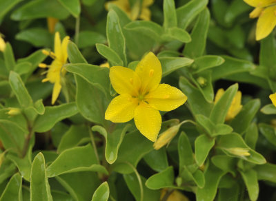 Lysimachia azorica.5.jpg