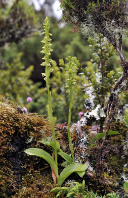 Platanthera pollostantha