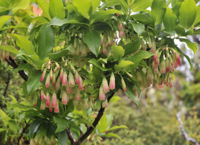 Vaccinium cylindraceum. Closer.3.jpg