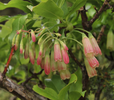 Vaccinium cylindraceum. Close-up.2.jpg