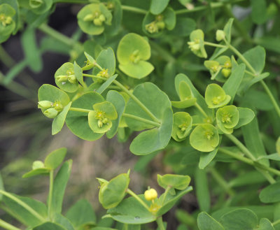 Euphorbia azorica. Closer.2.jpg