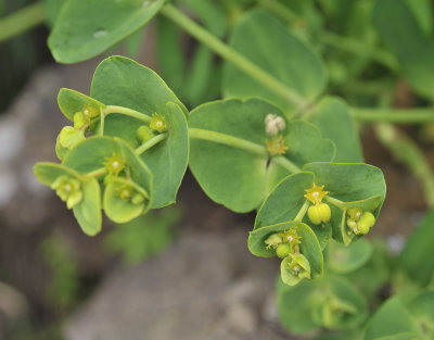 Euphorbia azorica. Closer.jpg