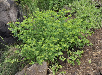 Euphorbia azorica.jpg