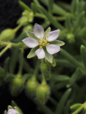 Spergularia azorica. Close-up.jpg