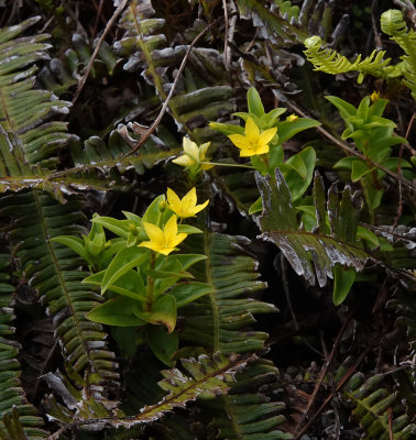 Lysimachia azorica. Closer.jpg