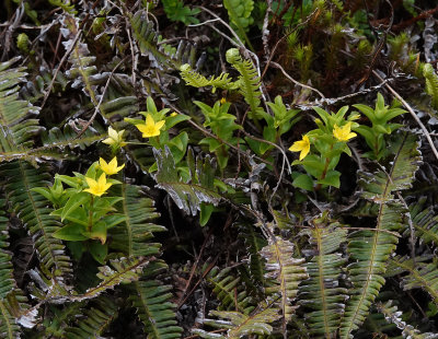 Lysimachia azorica.2.jpg