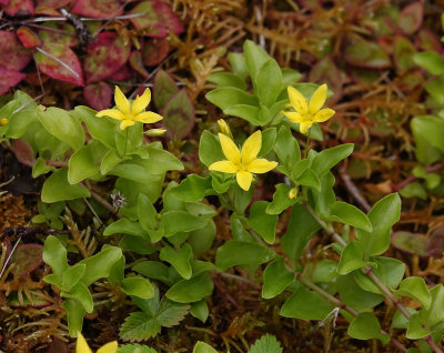 Lysimachia azorica.4.jpg