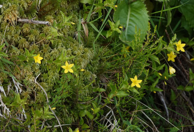 Lysimachia azorica.jpg