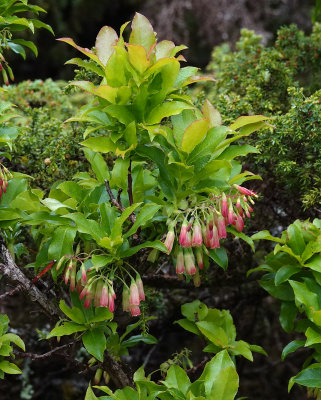 Vaccinium cylindraceum. Closer.jpg