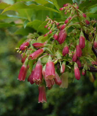 Vaccinium cylindraceum. Close-up.2.jpg