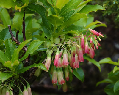 Vaccinium cylindraceum. Close-up.jpg