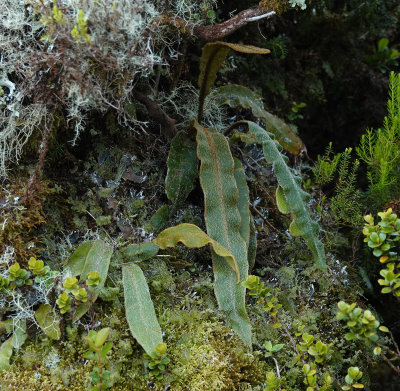 Elaphoglossum semicylindricum.2.jpg