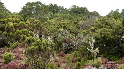 habitat on terceira.jpg