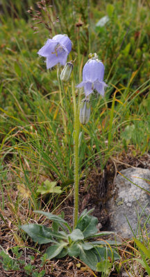 Campanula barbata. Val Tavru.jpg