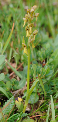Dactylorhiza viridis.jpg