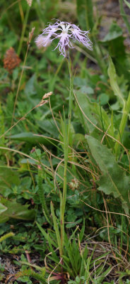 Dianthus superbus.jpg