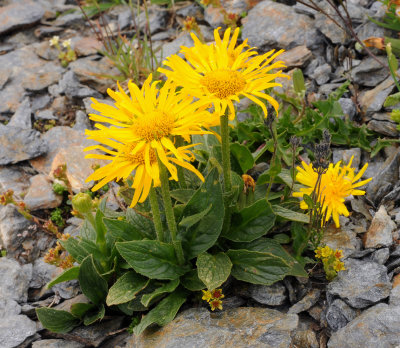 Doronicum grandiflorum.jpg