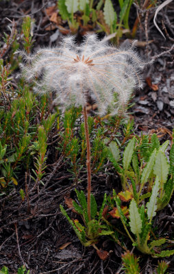 Dryas octopetala. fruits.jpg