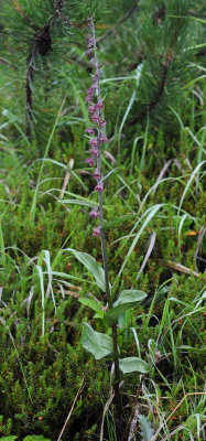 Epipactis atrorubens.2.jpg