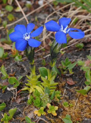 Gentiana bavarica.3.jpg