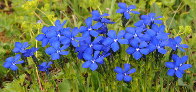 Gentiana bavarica.4.jpg