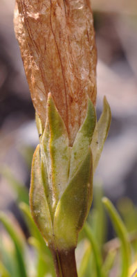 Gentiana clusii. Close-up.jpg