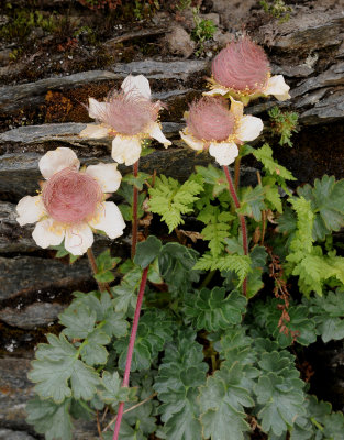 Geum reptans fruiting.jpg