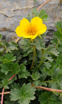 Geum reptans. Closer.jpg