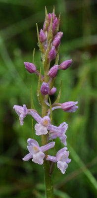 Gymnadenia odoratissima (2).jpg