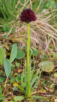 Gymnadenia rhellicani (3).jpg