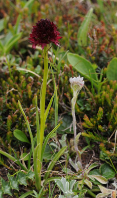 Gymnadenia rhellicani with Antennaria dioica.jpg