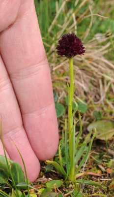 Gymnadenia rhellicani with fingers.jpg