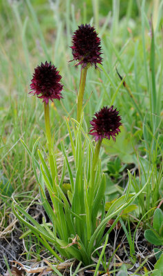 Gymnadenia rhellicani. Closer.jpg