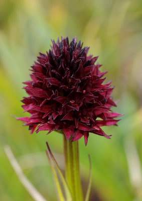 Gymnadenia rhellicani. Close-up (2).jpg