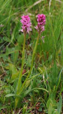 Gymnadenia x heufleri G. rhellicani x G. odoratissima.2.jpg