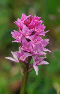 Gymnadenia x heufleri. Closer.jpg