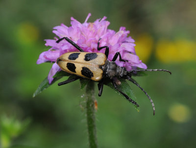 Horned beetle.jpg